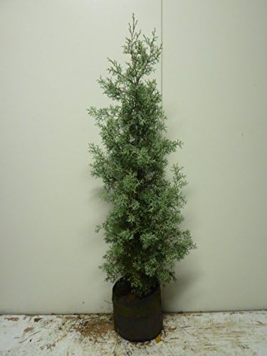 Amazon 単 品 ブルーアイス 樹高0 8m前後 21cmバック ぶるーあいす コニファー シンボツツリー クリスマスツリー コニファー 生垣用 販売 苗 植木 苗木 庭木 垣根 生垣 生け垣 生垣用 目隠し 木 植木