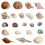Le paquet comprend​: Notre set de coquillage décoratifs vous il contient environ 21 coquillages de plage mixtes. La taille des coquillages se situe entre 2,3 et 3,93 pouces (soit 5,8 à 9,98 cm), une gamme idéale qui permet une utilisation flexible. Que ce soit pour un mariage sur la plage, une soirée d’anniversaire à thème tropical ou une simple personnalisation de votre intérieur, ce set de 6 coquillage decoration vous offre tout le matériel nécessaire pour exprimer votre créativité sans limite