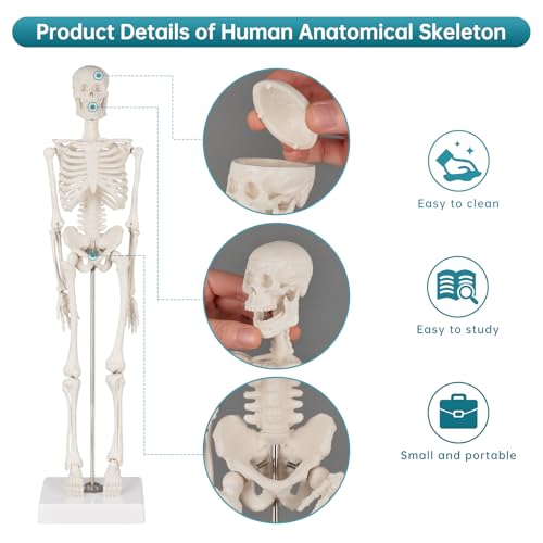 Human Skeleton Model, Portable 17” Skeleton Anatomy Model with Movable Skull, Arms and Legs, Teaching Model for Education, Human Skeletal Study and Display