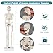 Human Skeleton Model, Portable 17” Skeleton Anatomy Model with Movable Skull, Arms and Legs, Teaching Model for Education, Human Skeletal Study and Display
