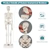 Human Skeleton Model, Portable 17 Skeleton Anatomy Model with Movable Skull, Arms and Legs, Teaching Model for Education, Human Skeletal Study and Display