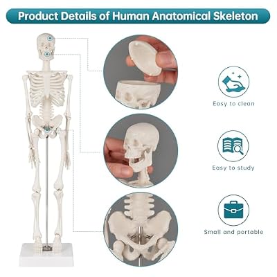 Human Skeleton Model, Portable 17 Skeleton Anatomy Model with Movable Skull, Arms and Legs, Teaching Model for Education, Human Skeletal Study and Display