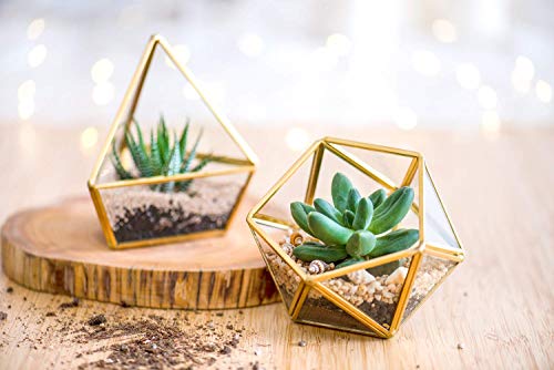Mkono 4 Inches Mini Glass Geometric Terrarium Container Set Of 3 Modern Tabletop Planter Shelves Decor Display Box Centerpiece Gift For Succulent Miniature Fairy Garden, Gold (Plant Not Included) #TOP3