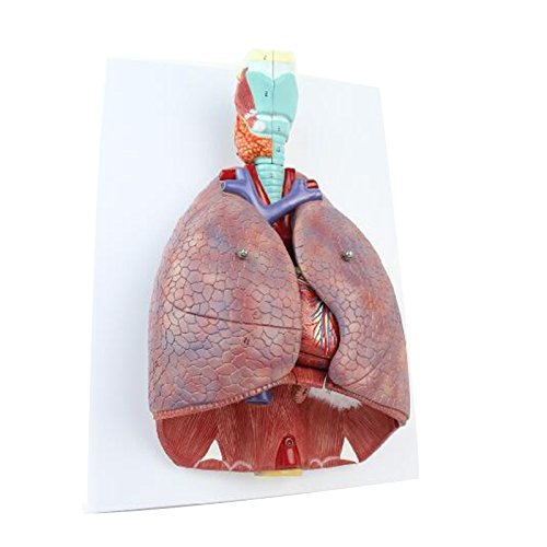 Tracto Respiratorio Humano, Laringe, Modelo De AnatomíA Cardiaca