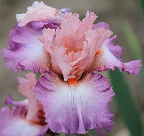 Blowing Kisses Reblooming Iris