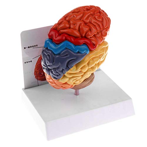 Modèle de tronc cérébral 3D pour débutant en médecine - 4