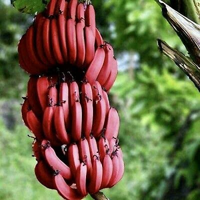 Amazon.co.jp: レッドバナナ植物、(Musa acuminata Red Dacca