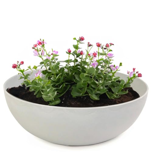 matches21 - Vaso decorativo vintage per esterni, colore beige/grigio marmorizzato come vaso da fiori, 20 x 7,5 cm, come abbeveratoio da giardino, balcone o cimitero