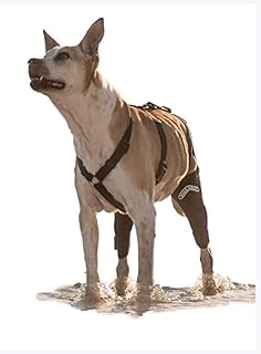 Walkabout Double Knee Brace and Chest Harness (M Brace M Chest Harness