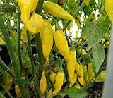 pimiento amarillo precio Se puede utilizar como decoración para el hogar y para el jardín o la casa.