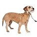 PetSafe Gentle Leader Head Collar with Training DVD, SMALL UP TO 25 LBS., FAWN