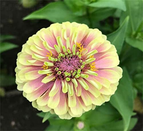 Zinnia Flower Seeds 200+ Mixed Colors Annual Reds Pinks Multi Varities Zinnia Seeds #TOP2
