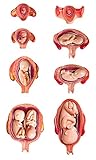 Wellden Medical Anatomical Fetus Development Model 8 Series