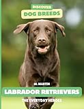 labrador retrievers facts  Labrador Retrievers: The Everyday Heroes