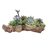 El maceta de paisaje con artesanías hechas a mano proporciona creatividad y frescura en su hogar, oficina y decoración de jardín. Centros de mesa