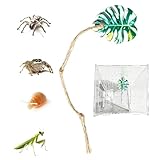 Springende Spinnen-Dekoration, Simulierte Blätter, Kletterzubehör, 5,2 x 4,4 x 1,1 cm, Baumwollseil mit natürlichem Lebensraum-Design, Spinnenkäfig, Ruh-Ornament, Terrariumgehege, Dekoration