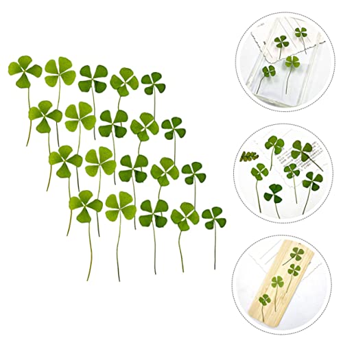 Luxshiny 24 Unidades Flores Secas De Trevo Flores Secas Prensadas Material De Folha Seca Diy Trevo R