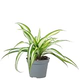 Grünlilie - pflegeleichte Zimmerpflanze, Chlorophytum Comosum Variegata...