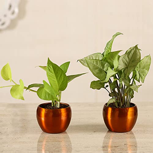 Vibrant Green Golden Money Plant & Syngonium Plant In Beautiful Duo Metal Pot | Home décor | Décor | Indoor Plants For living Room | Indoor Plants | Birthday Gift (B09FZR56L5) Amazon Price History, Amazon Price Tracker