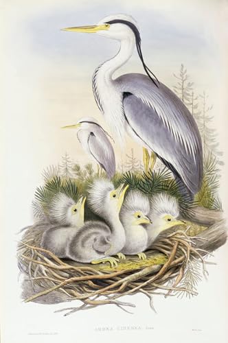 Lienzo decorativo de garza gris 60x90cm: alta calidad en pintura mural vintage de John Gould
