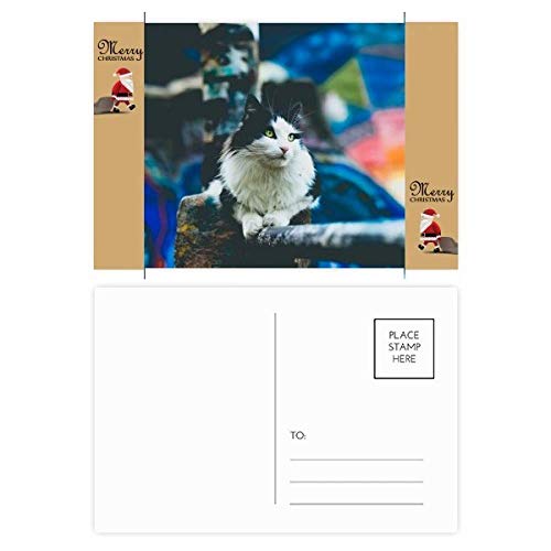 Photos de chat paresseux Père Noël pour remplacer une décoration fade par des images joyeuses