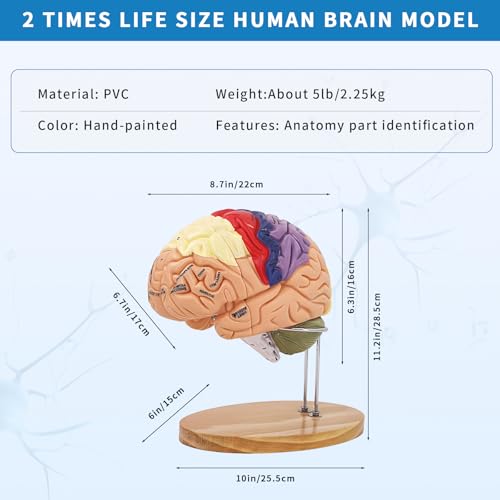 Image of Brain Model 3D, 2 Times Enlargement 4-Part Human Brain Model with Functional Area Color Separation and Anatomical Location Identification for Learning the Structure of the Brain