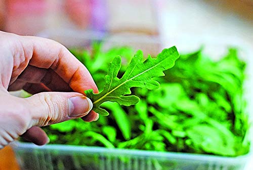 Arugula Seeds For Planting Salad Rocket Herb Garden Around 100 Seeds #TOP1