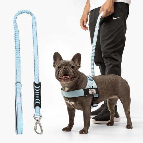 DF Co. Bungee Dog Leash | Strain Free & Shock