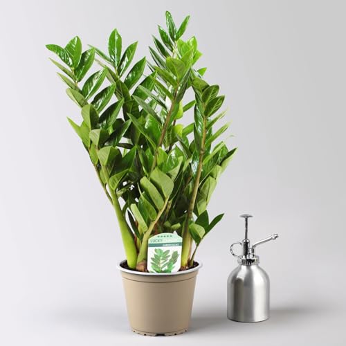 Glücksfeder, Topf-Ø 14 cm, Höhe ca. 40 cm