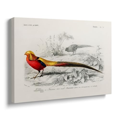 Niwo ART - Male Golden Pheasant, Universal Dictionary of Natural