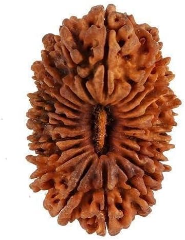 Cuonna Gems GalleryCuonna Gems Gallery Original & Fine Twenty One Mukhi|Ekkis Face|21 Mukhi Rudraksha Seed from Nepal Lab Certified, Brown, Standard