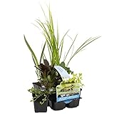 Bloomique - 6er-Set - Reinigende Teichpflanzen - Wasserpflanzen Miniteich - Zone 1 & 2 - Winterhart - Höhe 15-25 cm - Topf 9 cm