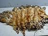 Red Fox Hide #1 Tanneds Furs Pelt Trapping Taxidermy Crafts USA #3