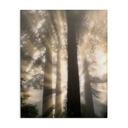 Sun Rays Woodland Trees View, 30 x 40 Inch Canvas Wall Art