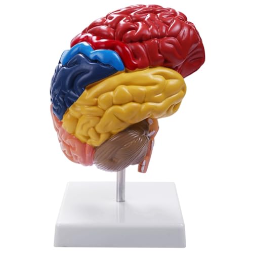 Aboiled - Aboiled Modèle anatomique de cerveau Anatomie 1: 1 Demi-cerveau Souche cérébrale Médicale Accessoires de laboratoire