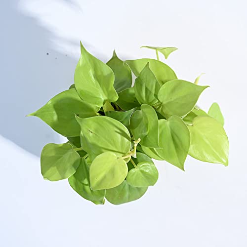 Image of Ugaoo Philodendron Oxycardium Golden Plant With Grow Pot