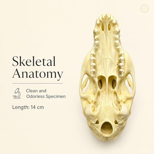 Taxidermy Real Animals Fox Skulls, Real Bones Specimen, Taxidermy Supplies for Science Education, Special Gift (1Pcs Fox Skull) — view 5