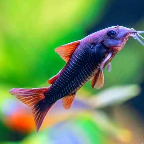 Black Venezuelan Cory Catfish image