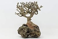Algopix Similar Product 8 - Bonsai Driftwood Aquarium Tree 5 Inch