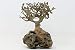 Bonsai Driftwood Aquarium Tree (5 Inch Height) Natural, Handcrafted Fish Tank Decoration | Helps Balance Water pH Levels, Stabilizes Environments | Easy to Install
