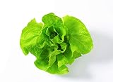 Buttercrunch - Butter - Butterhead - Lettuce Seeds for Planting - Hydroponics