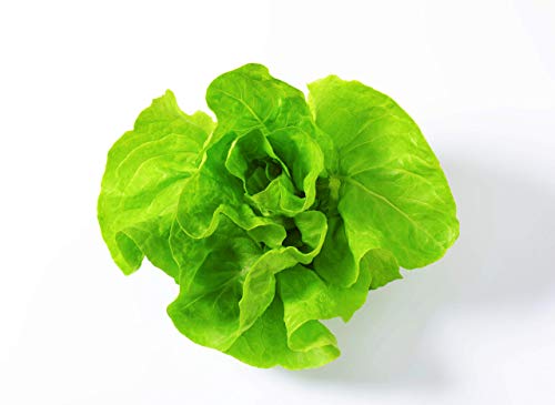 Buttercrunch - Butter - Butterhead - Lettuce Seeds For Planting - Hydroponics #TOP14