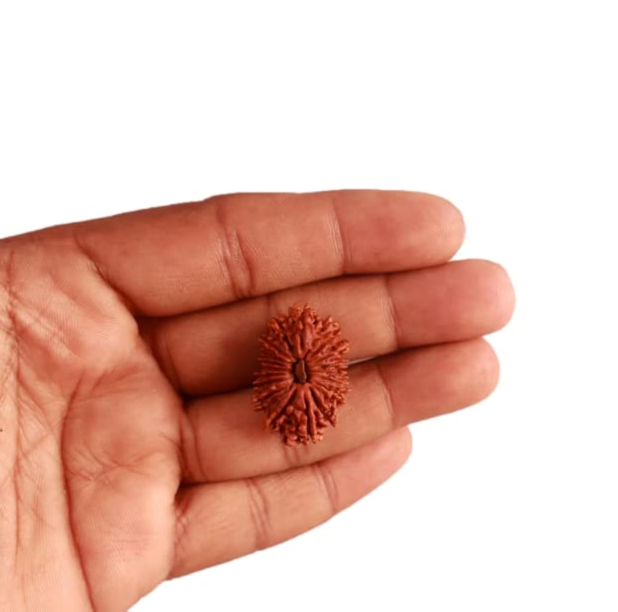 18 Mukhi Rudraksha Original Certified Natural Nepal Bead