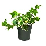 American Plant Exchange English Ivy Variegated – 4-Inch Pot – Live Easy Care Vining Houseplant, Elegant Trailing Foliage for Home, Office, or Garden Decor