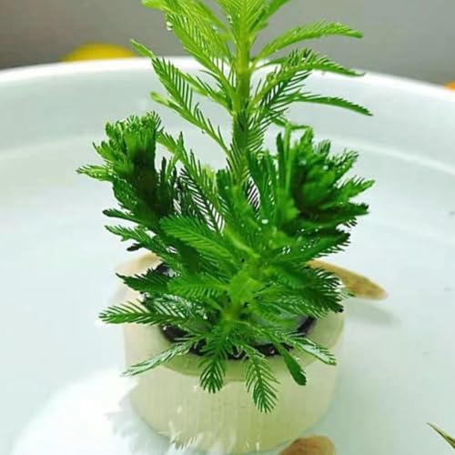Myriophyllum verticillatum aromatiche da giardino organiche per la copertura del terreno da giardino roccioso appartamento che purificano l'aria resistenti in vaso 300semi