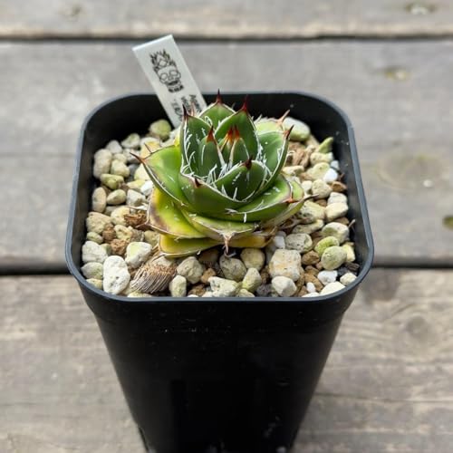 観葉植物 アガベ 笹の雪」の人気商品一覧 | 安い商品を通販サイトから