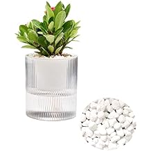 4.7 Inch Self Watering Pots,Clear Self-Watering Planters Box for Indoor Plants Flowers Outdoor Windowsill Gardens with 1 Bag of White Pebbles