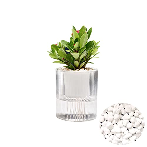 Gidary 4.7 Inch Self Watering Pots,Clear Self-Watering Planters Box for Indoor Plants Flowers Outdoor Windowsill Gardens Comes with 1 Bag of White Pebbles