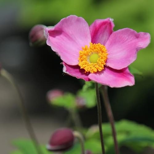 シュウメイギク ダイアナ 9～10.5cmポット苗 秋咲き秋明菊/アネモネ ▼紫桜館山の花屋のサムネイル