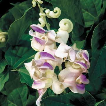 Miniatura 5 de Park Seed Royal Plum Cathedral Bells - Semillas de vid, paquete de 15 semillas